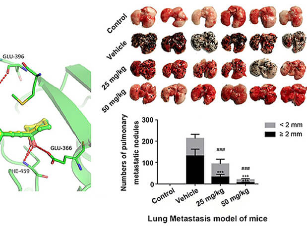 研究用于肺癌和玄色素瘤细胞肺转移的选择性PAK4抑制剂的合成，，，，，此选择性PAK4抑制剂的PK研究通过GA黄金甲举行
