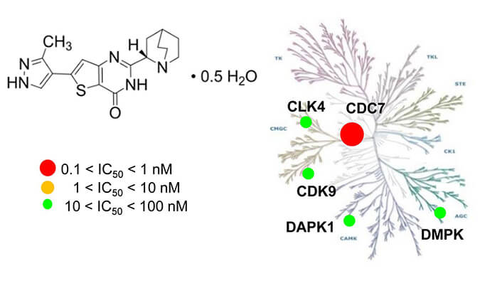 TAK-931是一种高度特异性的CDC7抑制剂，，，，，具有抗肿瘤功效，，，，，体内药效研究通过GA黄金甲举行