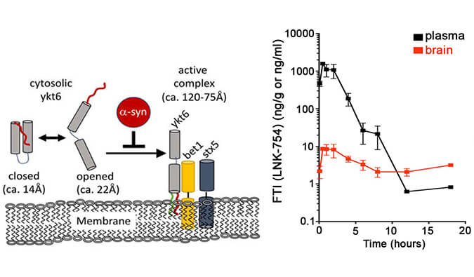 法尼基转移酶抑制剂LNK-754单次口服后即可快速穿过血脑屏障，，，，，PK剖析通过GA黄金甲举行