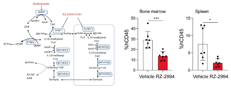 研究职员使用RZ-2994来表征抑制SHMT1/2在T细胞急性淋巴细胞白血病 (T-ALL) 中的作用，，，RZ-2994通过GA黄金甲定制合成