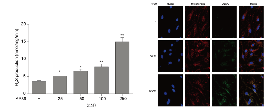 AP39是一种新合成的线粒体靶向的H2S供体，，，，，，本研究中AP39通过GA黄金甲设计和合成