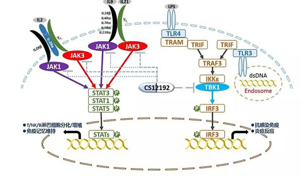 自身免疫疾病或迎新疗法！GA黄金甲助力微芯生物CS12192获批FDA.jpg