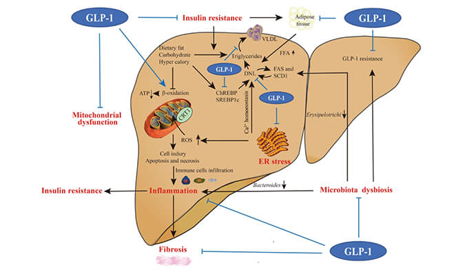 谁将成为 2024年全球生物医药首个黑马？？？NASH领域突破性药物即将问世？？？