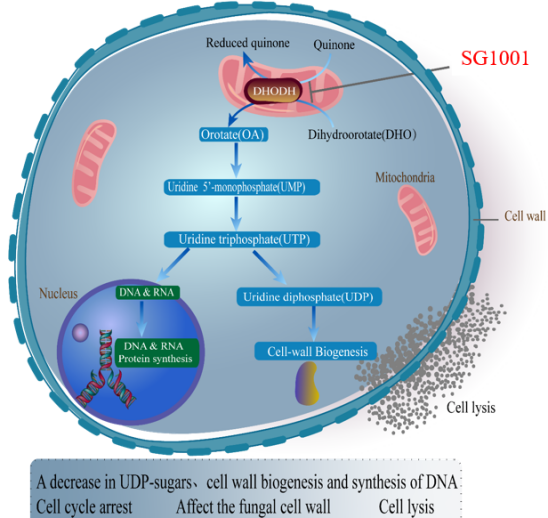 GA黄金甲祝贺祥根生物立异药SG1001完成首例受试者给药