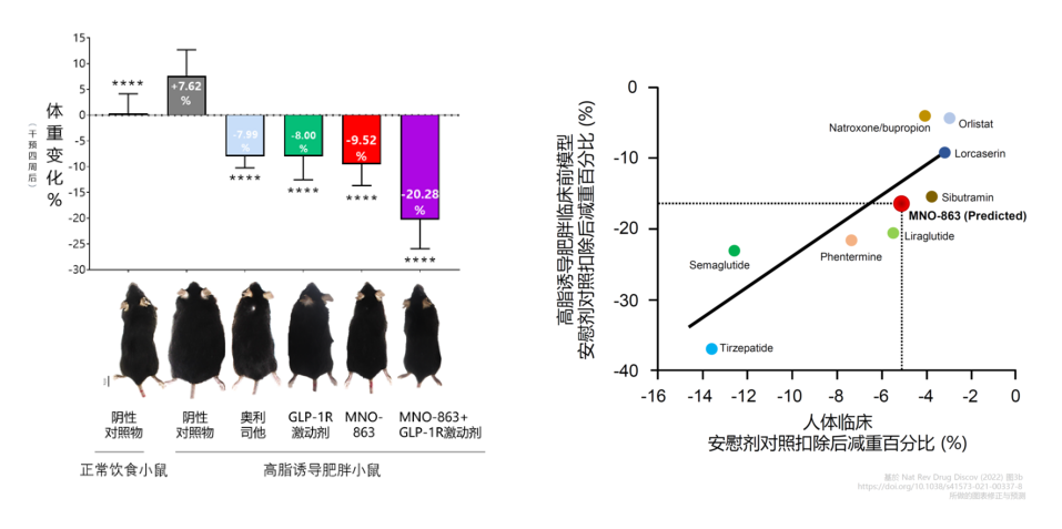 4周降低近10%体重！GA黄金甲助力慕恩生物MNO-863活菌生物药获批临床