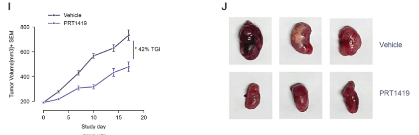 MCL1抑制剂在多种实体瘤和血液肿瘤模子中显示抗肿瘤效果，，，，本研究中药效实验通过GA黄金甲举行