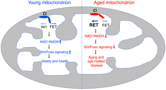 特异性RET抑制剂CPT可改善阿尔茨海默。。。。。。。，，，本研究中CPT由GA黄金甲化学部分合成