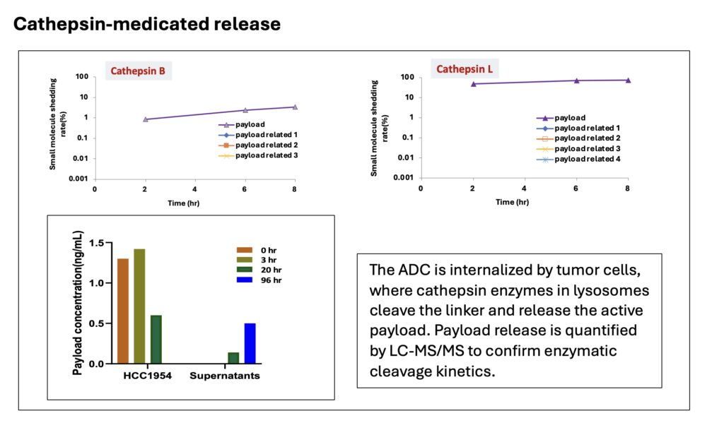Cathepsin 介导的载荷释放-1.jpeg