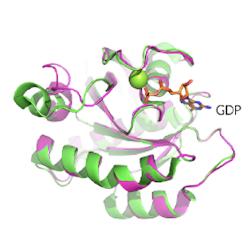KRAS G12D晶体结构展现了卵白质的构象和 GDP 连系状态。。。.jpeg